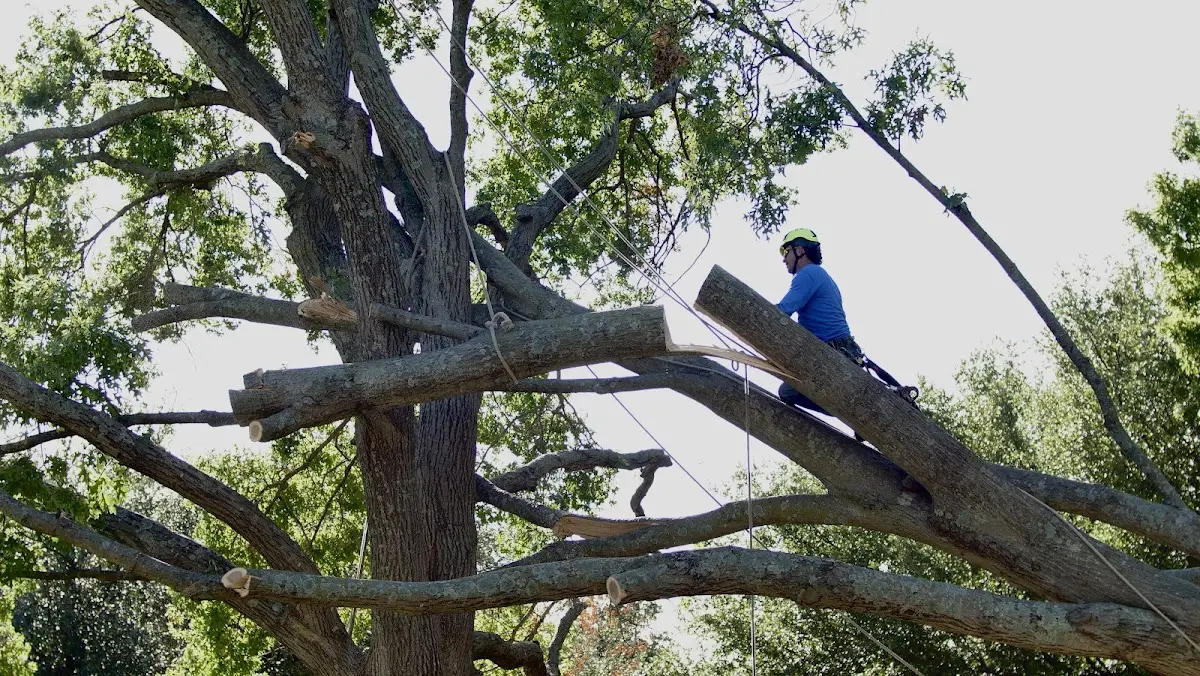 Professional Hazardous Tree Removal performed by certified arborists in Weston